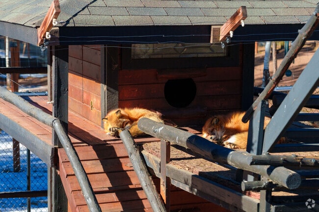 Colorado Wolf and Wildlife Center is a unique attraction in Divide.