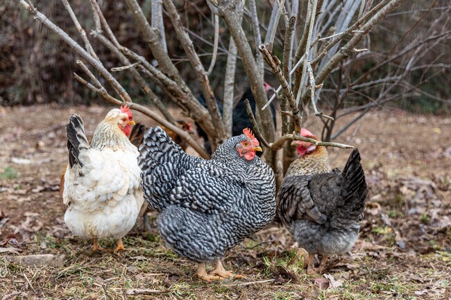You'll find chickens at the Beardsley Community Farm.