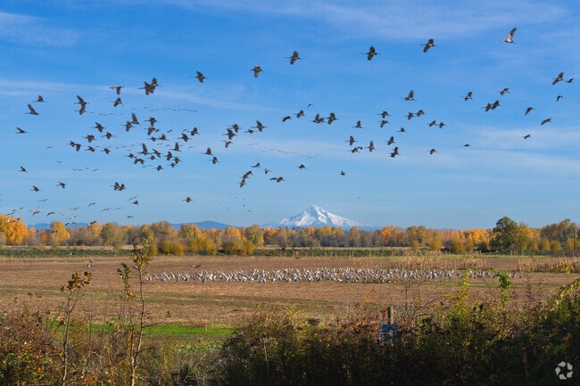 Cranes soar over Frenchman's Bar Park with Mt. Hood views near Knapp.