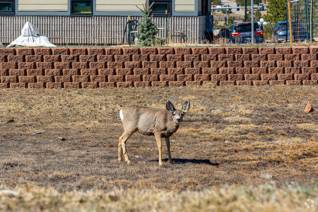 Deer and other wildlife can often be spotted around the Hiwan Estates and Fairway neighborhood.
