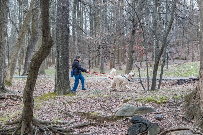 Enjoy the perfect day out with your furry friend at Bluemont Park, a dog-walker's paradise.