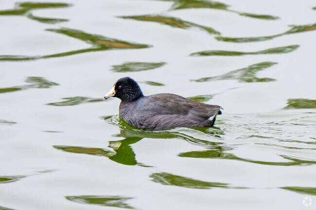 Residents can take in the beauty of birding at the Edinburg Scenic Wetlands & World Birding Center.