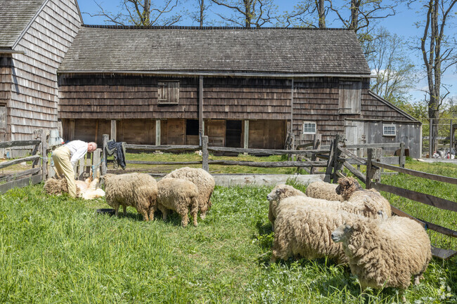 Workers shear sheep like in the mid-19th century at the Old Bethpage Village Restoration.