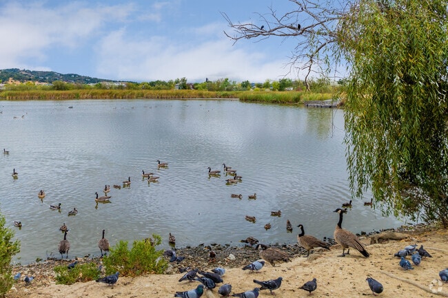 Kelseyville Riviera offers numerous locations to enjoy amazing bird watching.