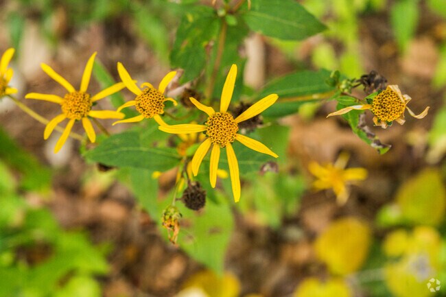 A picturesque view of the Sunken Garden at William & Mary.