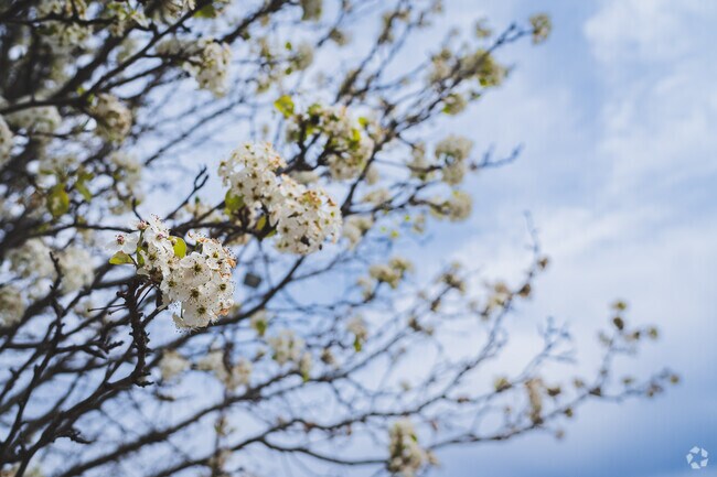 With so many gorgeous trees in Forest Park, these Bradford Pears take the stage in early spring.