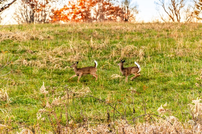 Residents of Defiance enjoy lush green fields full of wildlife.