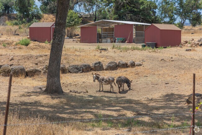 Deer Park is also home to many grazing farm animals.