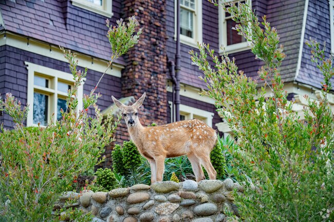 Forest Grove Elementary School fawn in Pacific Grove, California.