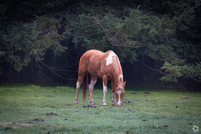 The horses of Spring Valley can be seen as you wander around the countryside.