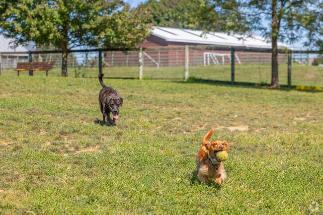 Let the pups run free at Tudek Dog Park in Ferguson Township.