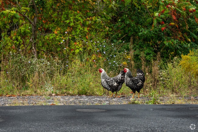 Livestock are a common sight in West Carroll, where farming is a way of life.