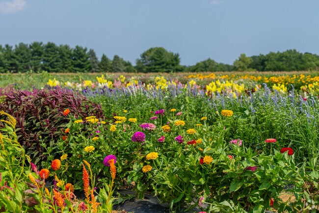 Beautiful flowers stretch across scenic farm fields in Manheim near Lancaster.