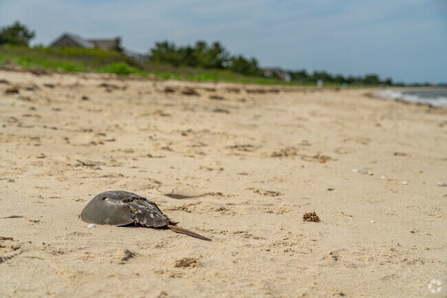 Slaughter Beach is known for being a thriving horseshoe crab sanctuary near Ellendale.