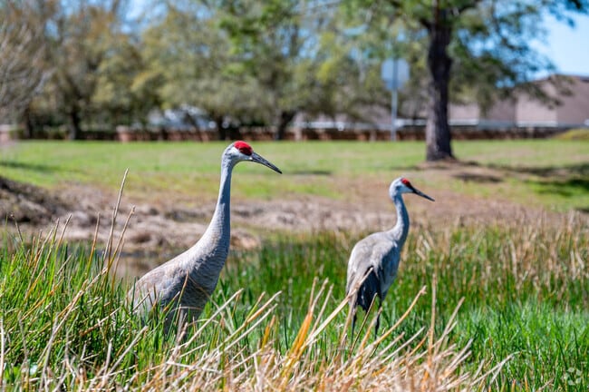 Sandhill cranes call Ballantrae home with the many natural wetlands amongst the neighborhood.
