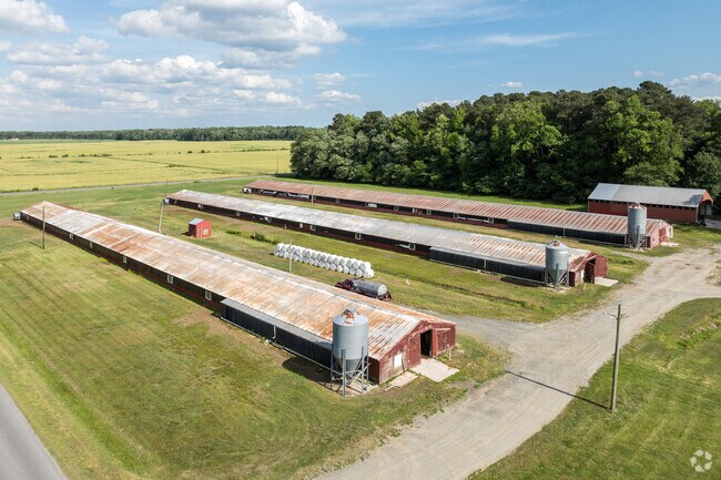 As well as crops, local farmers also raise poultry on many farms throughout Hebron.