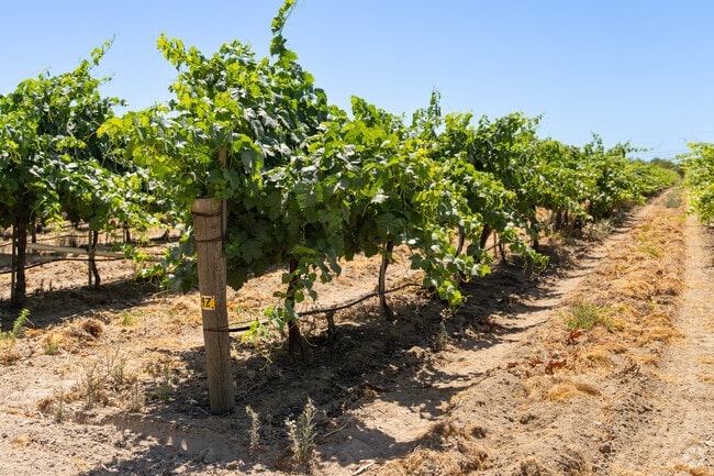 Several acres of vineyards in West Madera will soon produce grapes for wine.