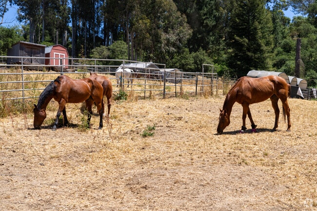 Horses are a common sight in Corralitos, where large lots support a rural, equestrian lifestyle.