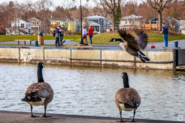 Canada geese are a frequent sight along Baldwinsville's South Shore West Trail.