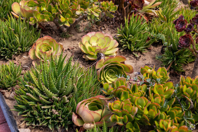 A close look at how residents spruce up sidewalks in Westside Costa Mesa.