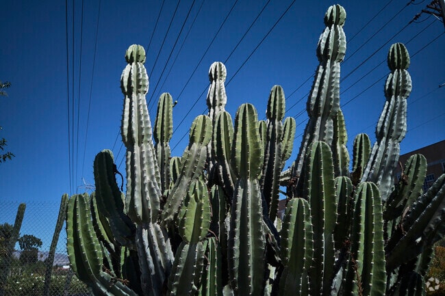 Cacti are a common sight in Reseda, CA.