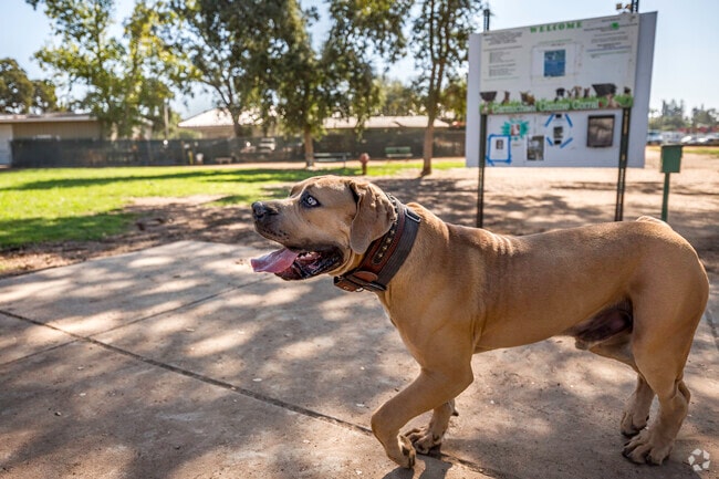 Your dog will be much happier after a day at the Carmichael Canine Corral in Oakvale.