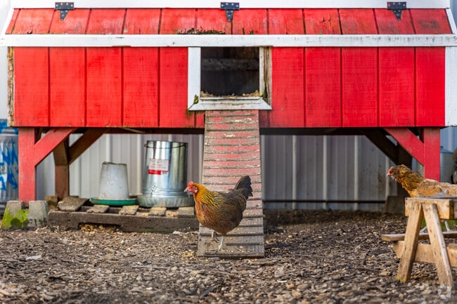 Enjoy the rural offerings of Regency and say hello to local hens and roosters.
