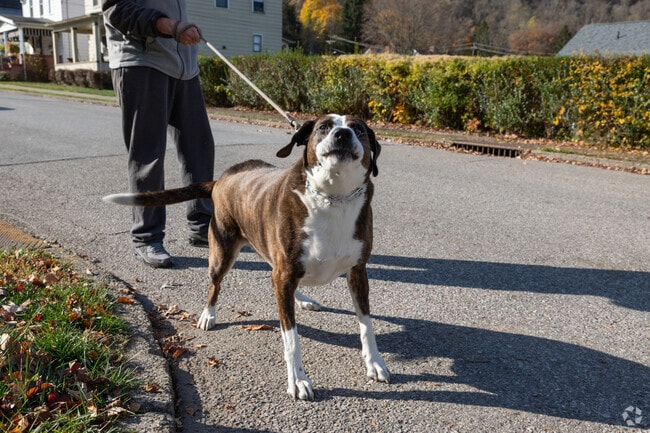 Clator is a fantastic place to take your furry friend for a walk.