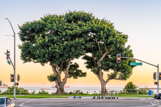 Two trees in Bluff Park stand side-by-side in front of the sunset.