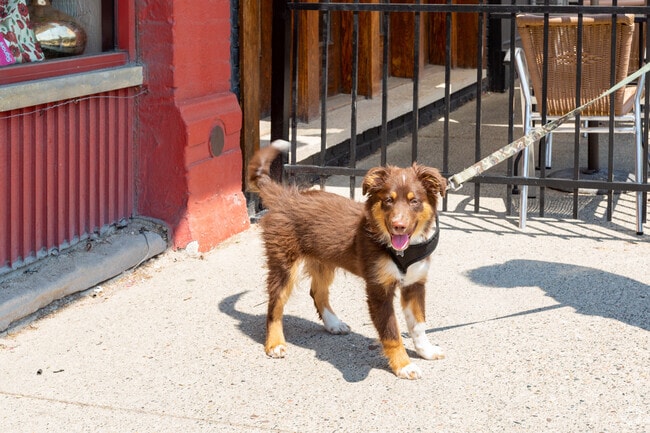 Many businesses in Downtown Rochester welcome dogs and supply water outside in summer.