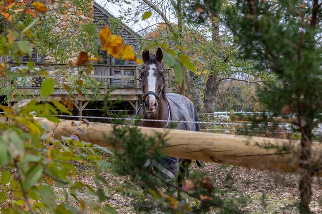 North Marshfield is full of pastures with beautiful horses.