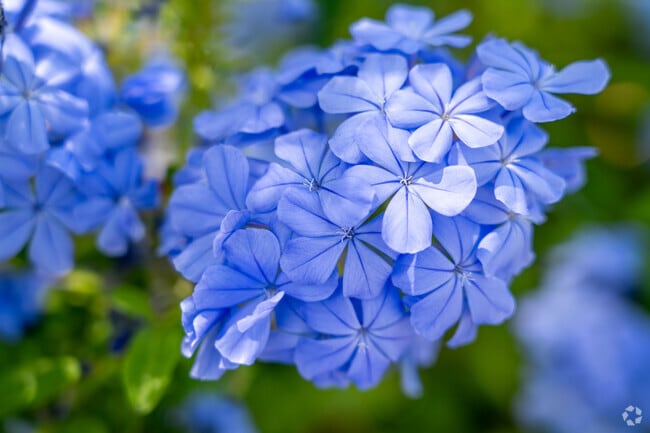 Discover serenity in Rose-Sartorette with this vibrant purple bloom, enhancing local charm.