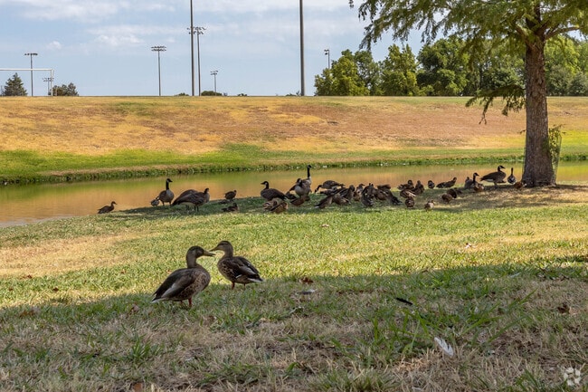 Richardson Huffhines Duck Creek Pond Ducks
