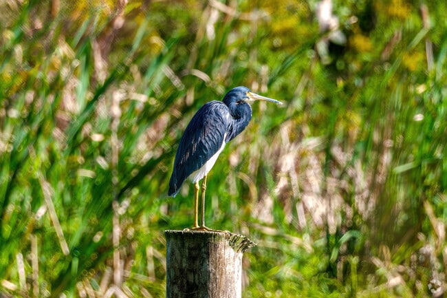 A beautiful blue heron shines in the sunlight in Sugarfoot.
