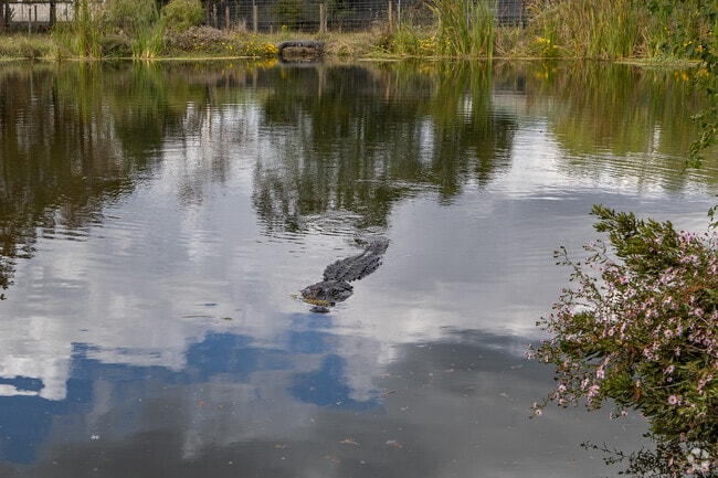 Bubba the Alligator is twelve feet long and you can see him at the Pecan Park Gator Pond.