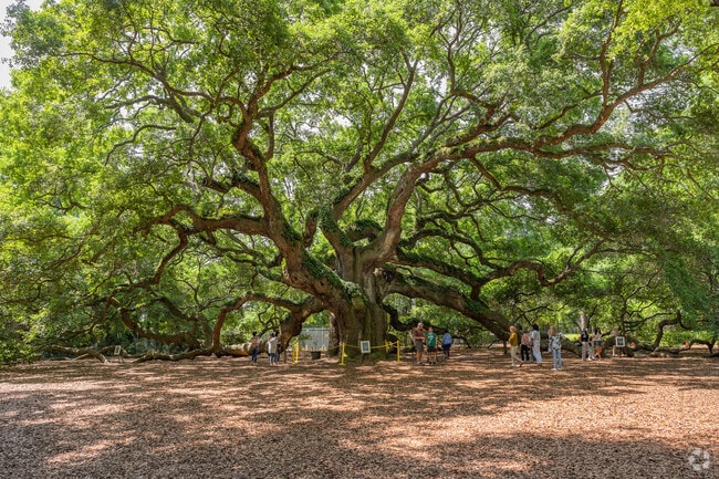 The legendary Angel Oak Tree on Johns Island is a great place to relax and enjoy the lowcountry.