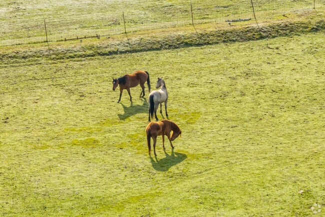Horses can be seen around every corner in Takilma.