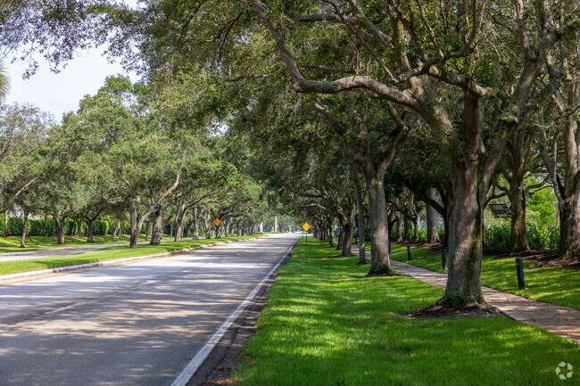 Beautiful trees lining up on the streets of the Pinetree Estates neighborhood.