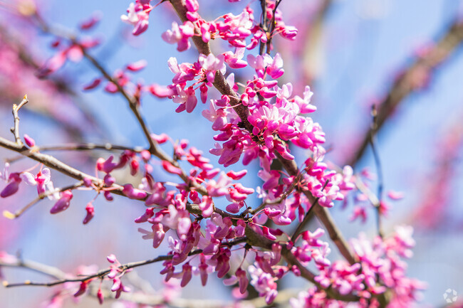 Springtime has arrived in Hickswood.