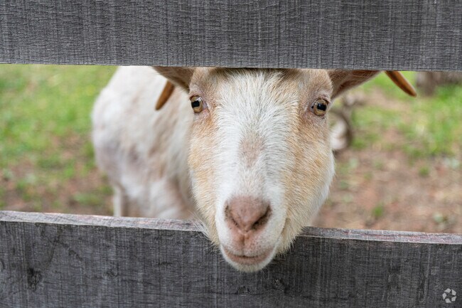Friendly animals await you at the Old Maryland Farm at Watkins Regional Park.