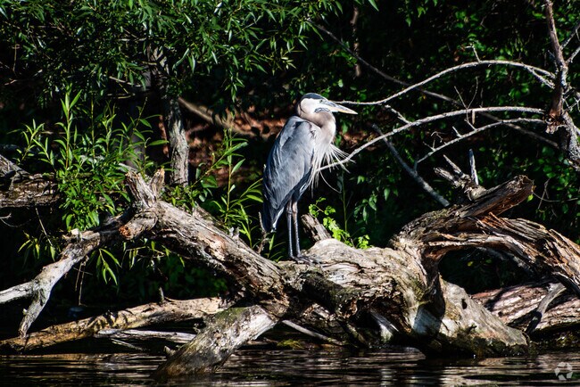 Blue Herons are one of the most common birds that can be found along Portage Lakes coast.