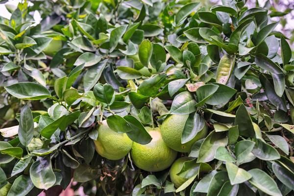 14 Stadium Way, Kentfield, CA 94904 - photo 4