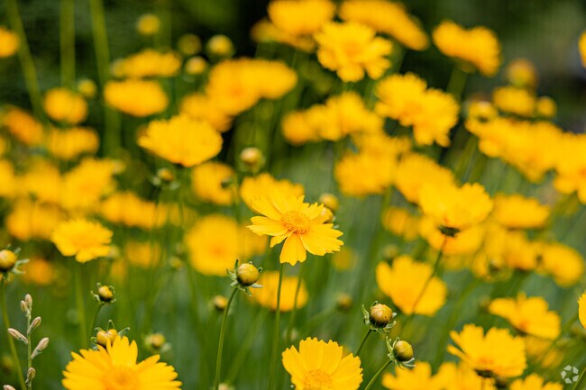 Orchard Park is a neighborhood full of natural beauty.