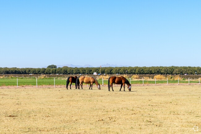 Clint's vibrant livestock adds charm to the landscape.