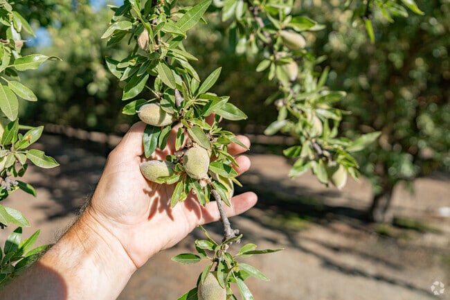These almonds will soon be harvested in Outer Northwest Bakersfield and shipped to customers.