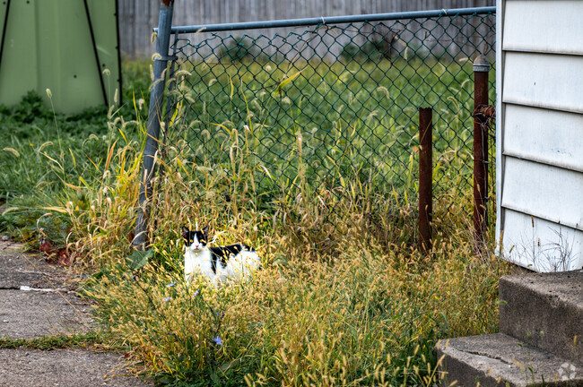 A curious cat looks down the street in the Esplen neighborhood.