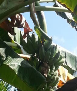 Apple & Ice Cream Bananas in Yard