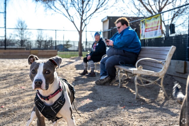 Go to the dog park in O'Donnell Heights.