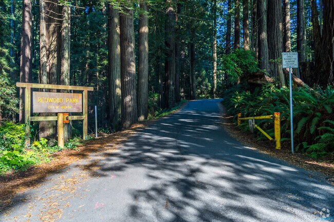 Tall redwood trees provide shade at Redwood Park.