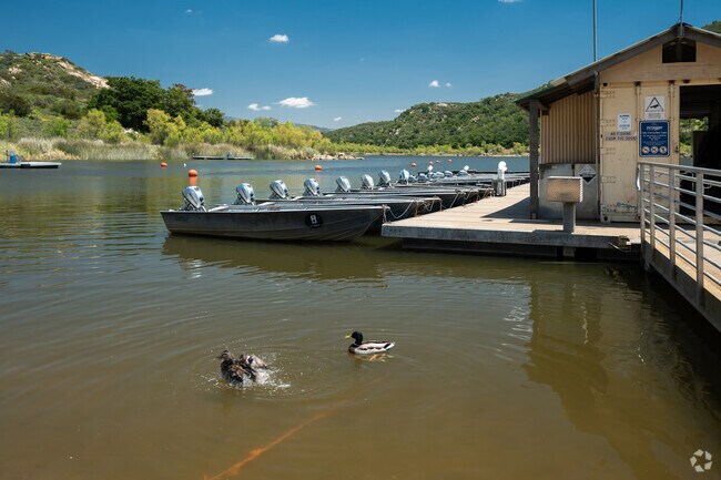 Local wildlife ducks at Lake Wohlford park Escondido.